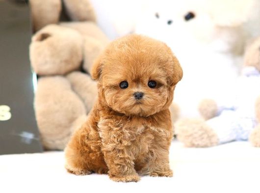 Evinizin Gozdesi Toy Poodle Yavrularim  görsel