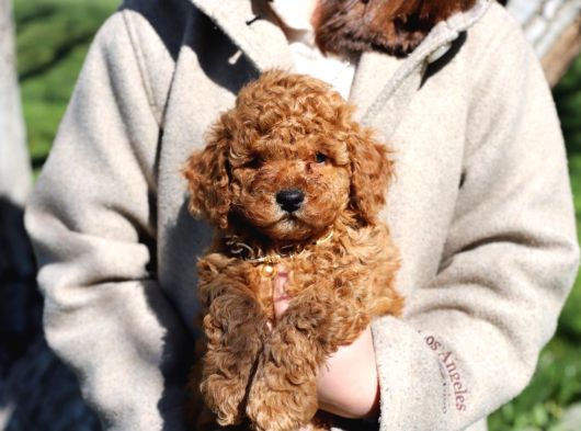 Toy Poodle Sevi̇mli̇ Yavrular Ev Üreti̇mi̇