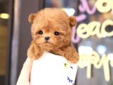 Teddy Bear Korean Toy Poodle Yavrularimiz 
