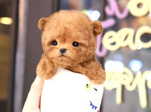 Teddy Bear Korean Toy Poodle Yavrularimiz  görsel