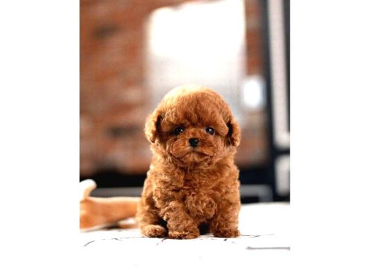 Red Renk Yapisina Sahip Toy Poodle Bebegim