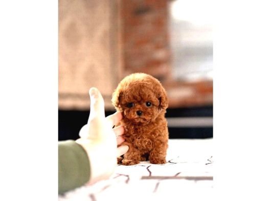 Red Renk Yapisina Sahip Toy Poodle Bebegim görsel