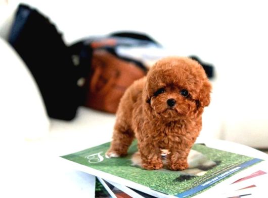 Super Star Toy Poodle Yavrularim görsel