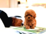 SUPER STAR TOY POODLE YAVRULARIM