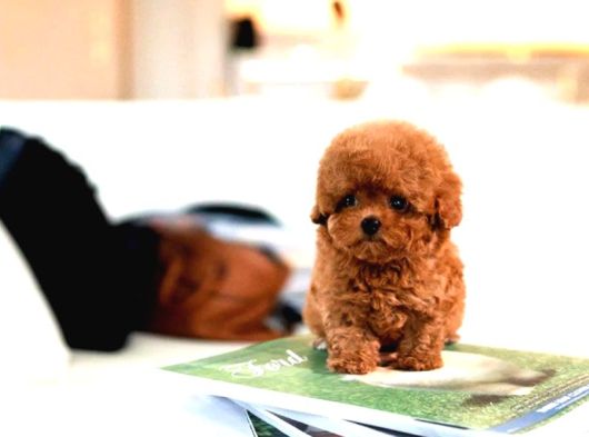 Super Star Toy Poodle Yavrularim