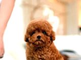 Super Star Toy Poodle Yavrularim