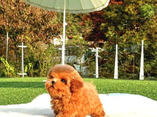 Show Duzeydeki Toy Poodle Bebeklerim görsel