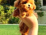 Show Duzeydeki Toy Poodle Bebeklerim