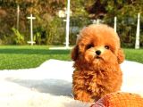 Show Duzeydeki Toy Poodle Bebeklerim
