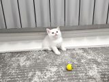 Aile Sıcaklığnda Büyüyen  Scottish Fold British Yvrlr