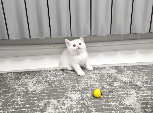 Aile Sıcaklığnda Büyüyen  Scottish Fold British Yvrlr görsel