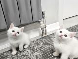 Aile sıcaklığnda büyüyen  scottish fold british yvrlr