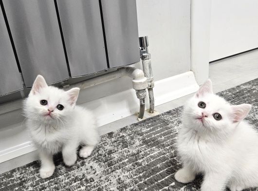 Aile Sıcaklığnda Büyüyen  Scottish Fold British Yvrlr