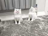 Aile Sıcaklığnda Büyüyen  Scottish Fold British Yvrlr