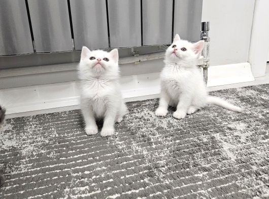 Aile Sıcaklığnda Büyüyen  Scottish Fold British Yvrlr görsel