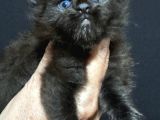 Safkan Maine Coon Mükemmel Anatomik Yapı