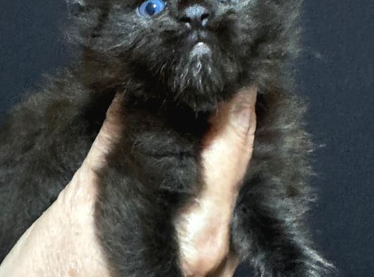 Safkan Maine Coon Mükemmel Anatomik Yapı görsel