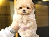 Seker Kivaminda Cok Ozel Toy Poodle Bebeklerimiz 