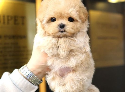 Seker Kivaminda Cok Ozel Toy Poodle Bebeklerimiz  görsel
