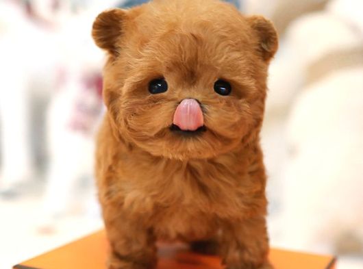 Teddy Bear Korean Toy Poodle Yavrularimiz  görsel
