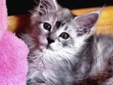 Safkan Maine Coon Mükemmel Anatomik Yapı