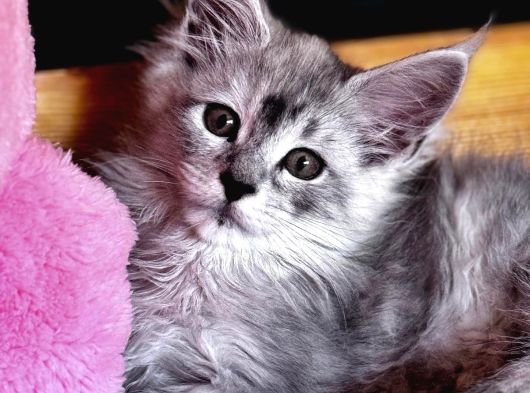 Safkan Maine Coon Mükemmel Anatomik Yapı görsel