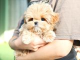 Cana Yakin Kore Toy Poodle Bebeklerimiz