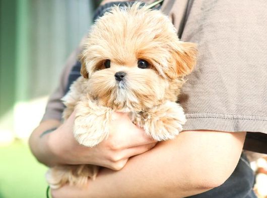 Cana Yakin Kore Toy Poodle Bebeklerimiz görsel