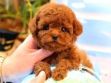 RED BROWN TOY POODLE BEBEKLERIMIZ