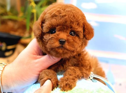 Red Brown Toy Poodle Bebeklerimiz