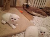 A Kaliteli Scottish Fold Yavrularımız
