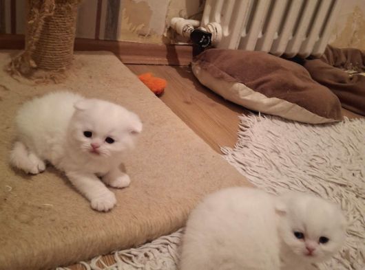 A Kaliteli Scottish Fold Yavrularımız görsel