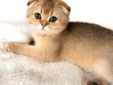A kaliteli scottish fold yavrularımız