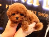 SEVGI DOLU TOY POODLE YAVRULARIM 