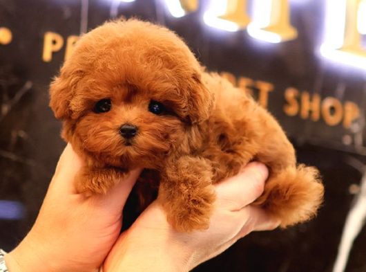 Sevgi Dolu Toy Poodle Yavrularim 