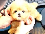 Kore Maltipoo Cocuklarim  