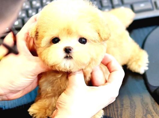 Kore Maltipoo Cocuklarim   görsel