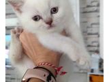 Bri̇ti̇sh Shorthai̇r Blupoi̇nt Li̇nxpoi̇nt Bebekleri̇m