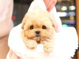 Seker Kivaminda Cok Ozel Toy Poodle Bebeklerimiz 