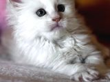 Safkan maine coon mükemmel anatomik yapı