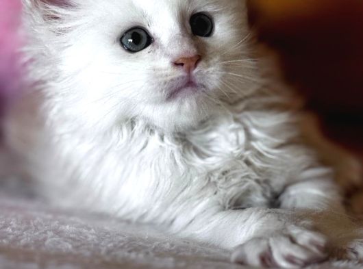 Safkan Maine Coon Mükemmel Anatomik Yapı