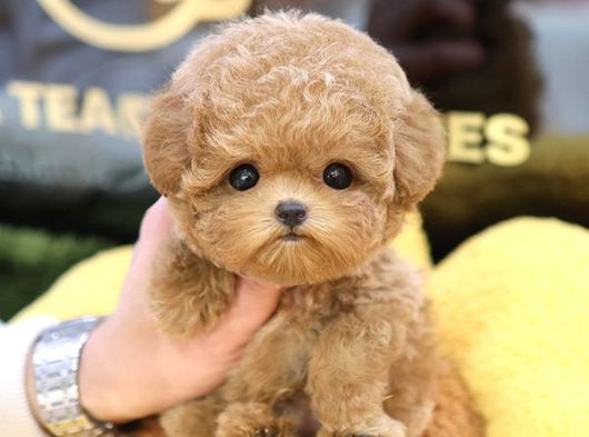 Dunyalar Guzeli Toy Poodle Bebeklerimiz 