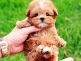 Korean Export Toy Poodle Bebekleri̇m