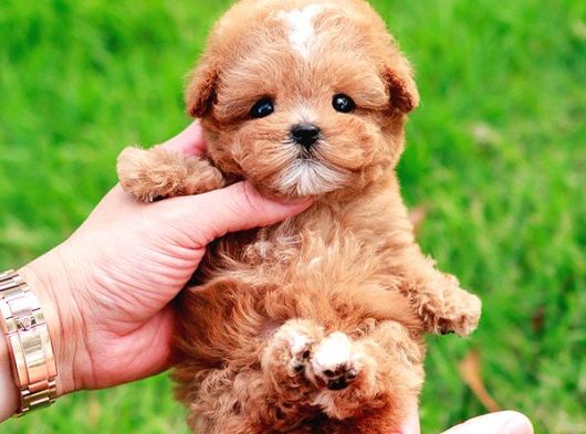 Korean Export Toy Poodle Bebekleri̇m görsel