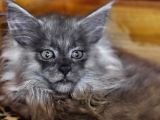 Safkan Maine Coon Mükemmel Anatomik Yapı