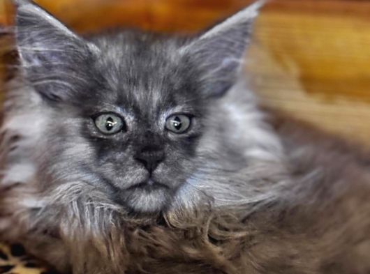 Safkan Maine Coon Mükemmel Anatomik Yapı görsel