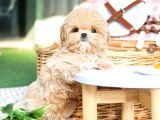 Cana Yakin Kore Toy Poodle Bebeklerimiz