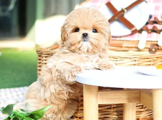 Cana Yakin Kore Toy Poodle Bebeklerimiz görsel