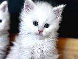 Safkan Maine Coon Mükemmel Anatomik Yapı