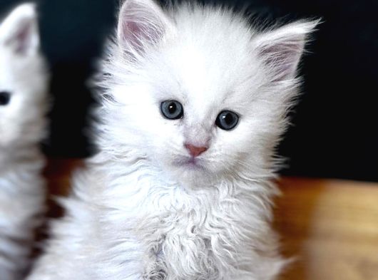 Safkan Maine Coon Mükemmel Anatomik Yapı görsel